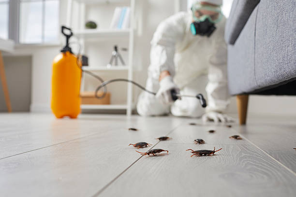 Commercial Kitchen Cockroach Control in Encinal